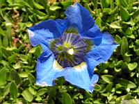 Gentiane - Gentiana Occidentalis (fam. Gentianacees) (Pyrenees, Cordillere cantabrique) (02) (Photo F. Mrugala)